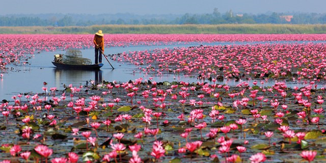 Hồ[-]hoa[-]súng[-]khổng[-]lồ[-]ở[-]Thái[-]Lan